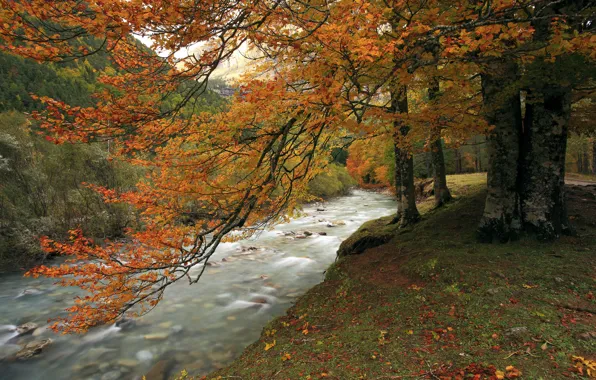 Picture autumn, forest, mountains, river