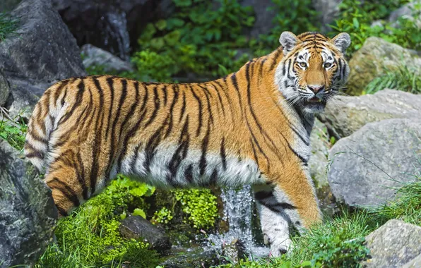 Picture stream, stones, predator, the Amur tiger
