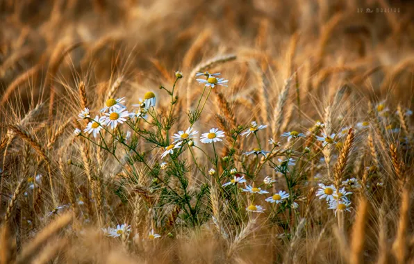 Picture field, summer, flowers, chamomile, spikelets