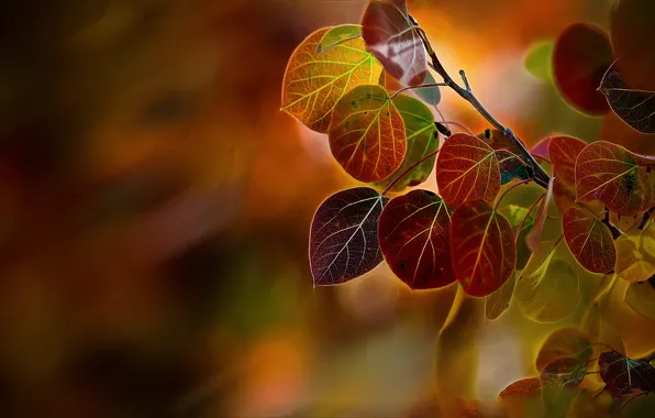 Picture autumn, macro, branches, foliage, poplar