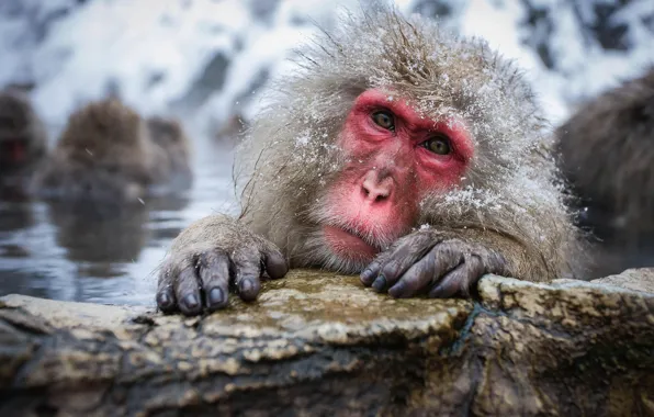 Picture stones, looks, Japanese macaque