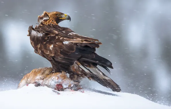 Picture winter, bird, Norway, mining, Eagle, the largest eagle