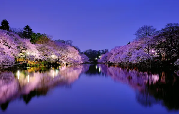 Picture the sky, trees, night, the city, cherry, lake, Park, Japan, Sakura, lighting, lights, blue, flowering, …