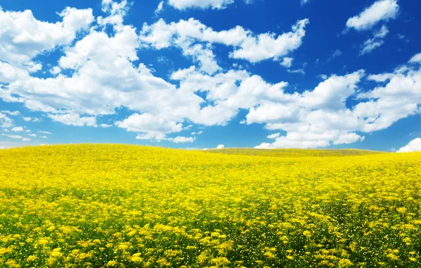 Picture the sky, nature, flowers, flowers, the sky, the nature, ablakatova, cloud.field