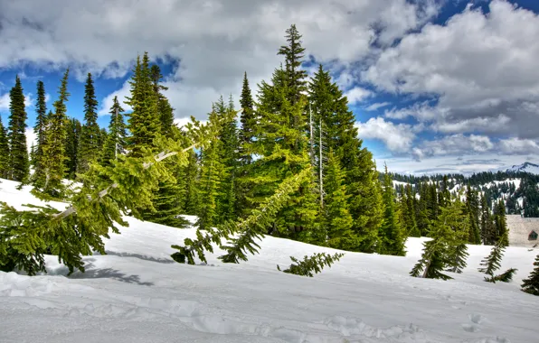 Picture winter, forest, the sky, clouds, snow, trees, spruce, slope