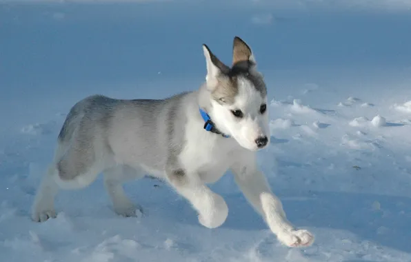 Picture white, Snow, puppy