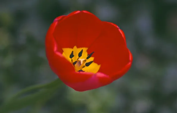 Picture macro, yellow, red, one, Tulip, focus, petals, red, yellow, one, petals, Tulip