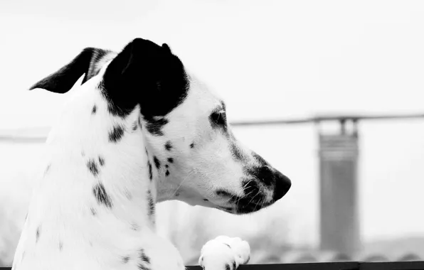 Picture look, black and white, Dalmatians