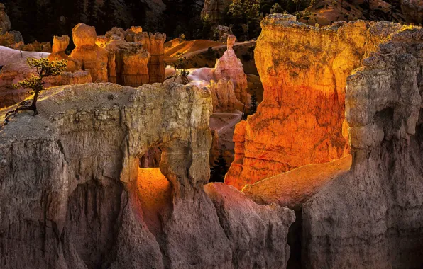 Picture sunset, mountains, tree, rocks, Utah, USA, Bryce Canyon National Park