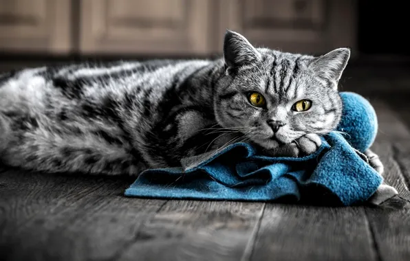 Picture cat, eyes, cat, grey, yellow, fabric, color, striped, blue