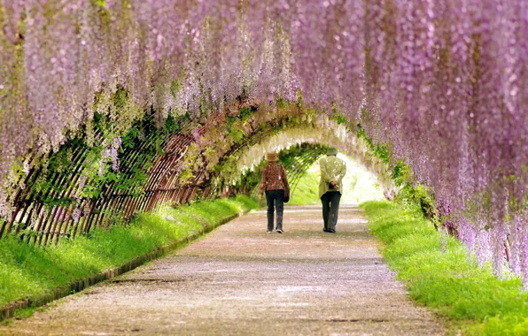 Picture road, Japan, alley, Kawachi Fuji gardens, Wisteria