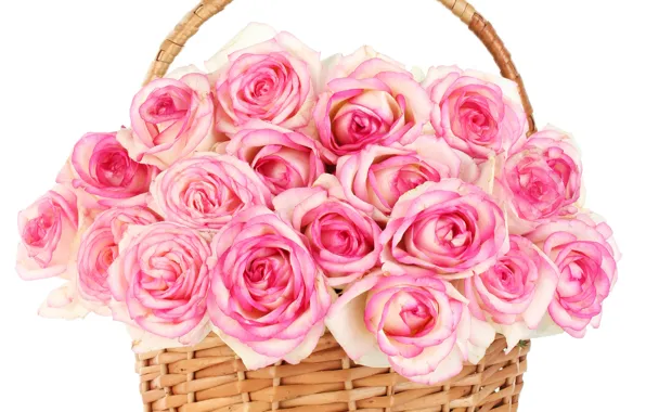 Picture flowers, roses, pink