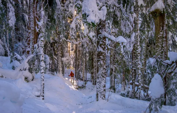 Picture winter, forest, people