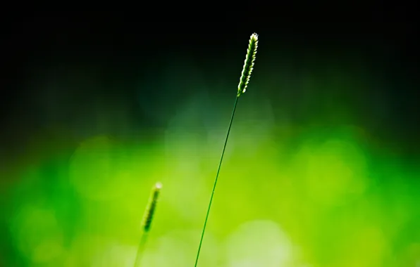 Picture grass, macro, green, background, spike