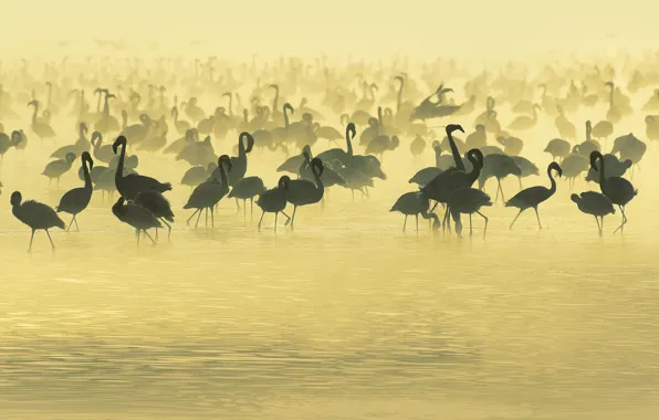 Picture Water, The evening, Fog, Birds, Africa, Beige, River, Africa, South, Drink, Flamingos, Studying, Flamingo