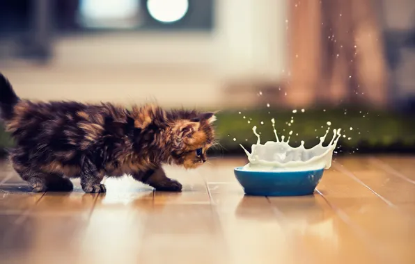 Picture cat, cat, kitty, splash, milk, bowl, Kote