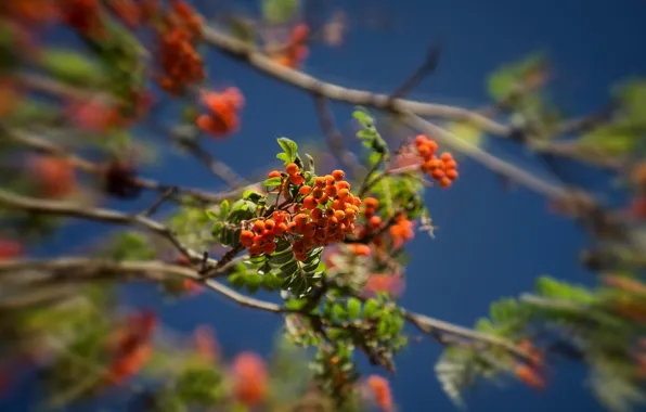Picture the sky, branches, berries, tree, Rowan