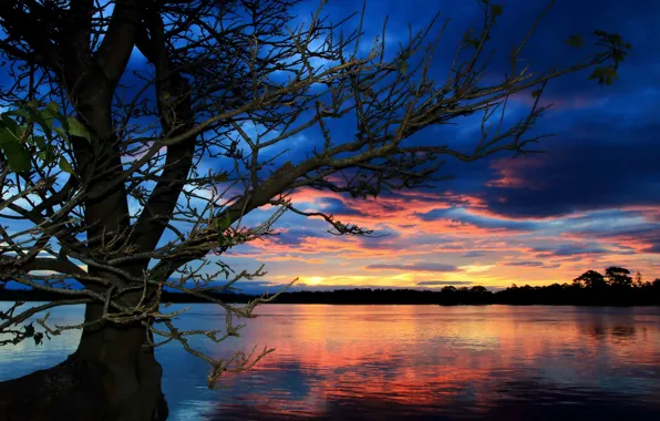Picture landscape, sunset, lake, tree