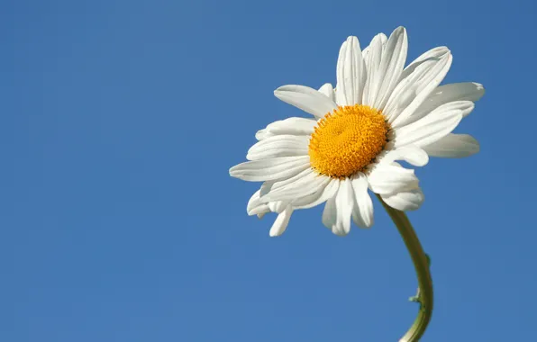 Picture flower, summer, the sky, Daisy
