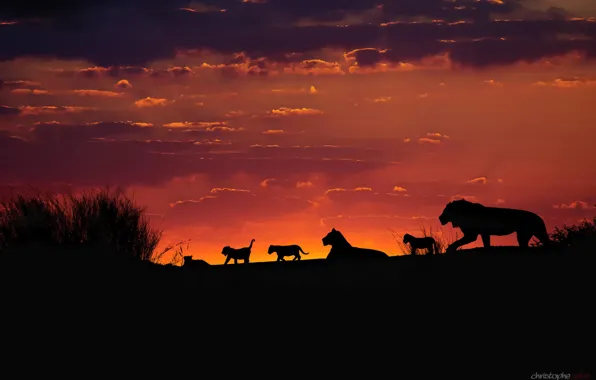 Picture the sky, sunset, the evening, Africa, lions, the cubs, silhouettes, pride, Kalahari, family pack of …