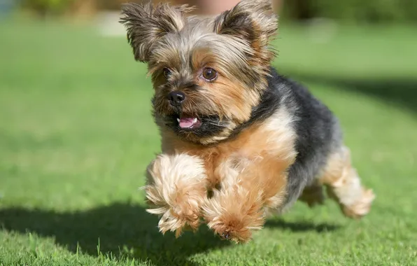 Picture grass, dog, running, lawn, York, Yorkshire Terrier