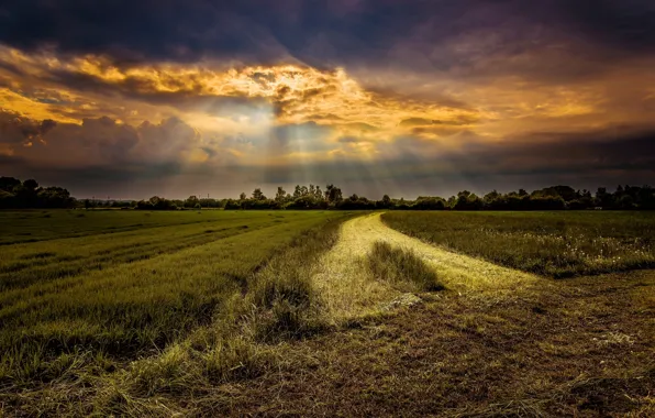 Picture road, field, rays, sunset
