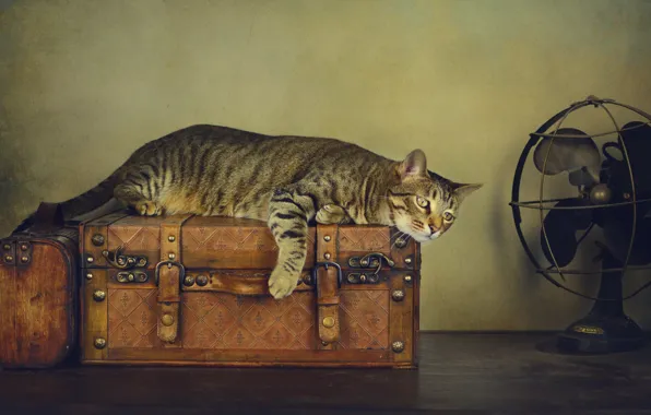 Picture cat, cat, style, retro, table, grey, treatment, fan, striped, suitcases, collapsed, Wallpaper from lolita777