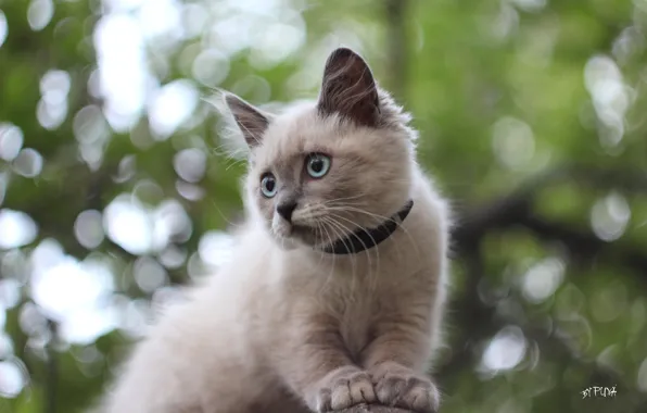 Picture Cat, kitty, on the tree, blue-eyed, bokeh, Siamese
