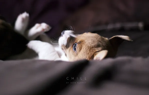 Picture dog, blanket, puppy, chill