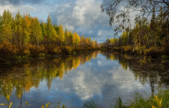 Picture autumn, forest, grass, water, clouds, trees, branches, lake, reflection, the bushes