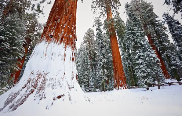 Picture forest, winter, snow, tree, sequoia, redwood