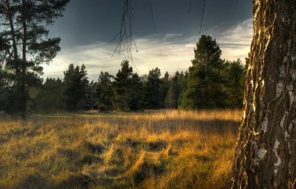 Picture forest, the sky, grass, trees, ate, birch, dry