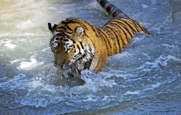 Picture cat, water, tiger, wet, the game, bathing, Amur