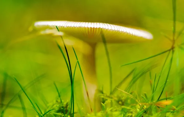Picture grass, mushroom, Green