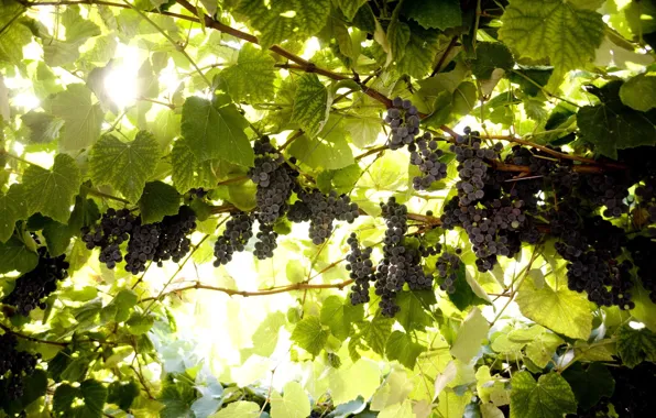 Picture leaves, grapes, brush, vine
