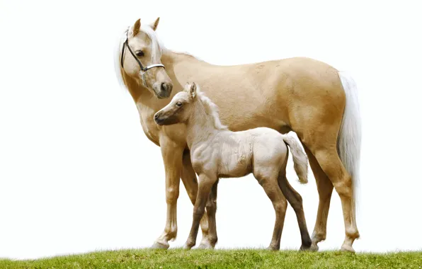 Picture grass, horse, horse, pair, white background, foal