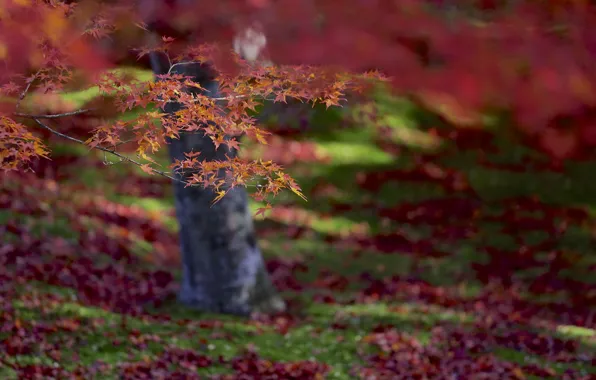 Picture autumn, leaves, macro, focus, Tree, blur, red, orange, maple