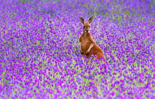 Picture flowers, nature, kangaroo