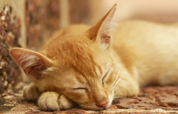 Picture cat, stay, sleep, red