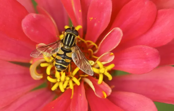 Picture macro, bee, petals, stamens, pollination, Cvetok