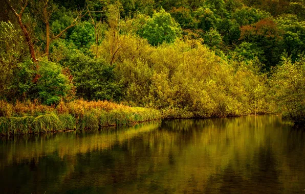 Picture autumn, forest, trees, river, UK, Derbyshire
