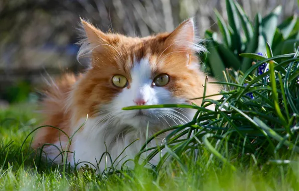 Picture cat, grass, cat, look