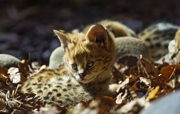 Picture cat, leaves, baby, cub, kitty, Serval, ©Tambako The Jaguar