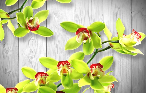 Picture flower, tree, shadow, green, Orchid