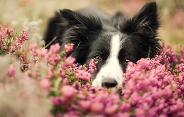 Picture face, flowers, portrait, dog, the border collie, Wallpaper from lolita777