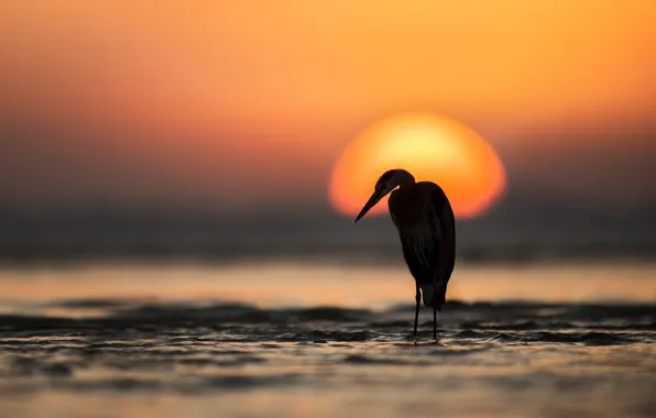 Picture sunset, nature, bird