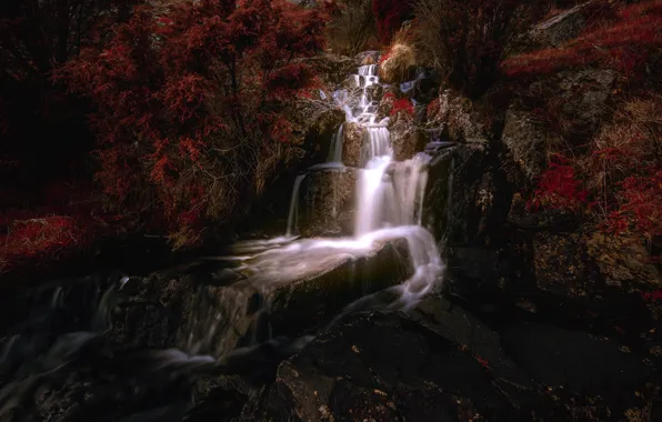 Picture trees, waterfall, Norway, cascade, Norway, Rogaland, Rogaland, The bjerkreim, Bjerkreim