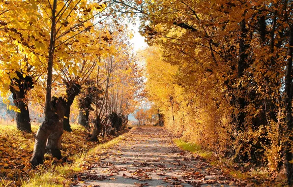 Picture road, autumn, leaves, trees, landscape