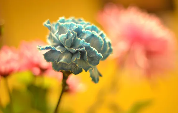 Picture blur, petals, Blue Dream