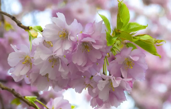 Picture macro, cherry, branch, Sakura, flowering, flowers